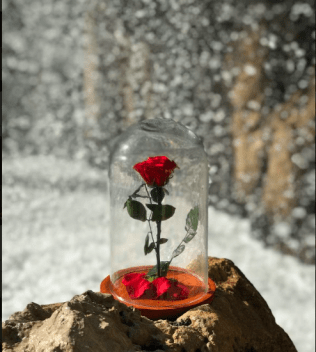 Rosa Encantada agua.png