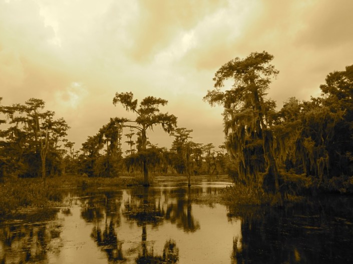 swamp-2344434_960_720.jpg