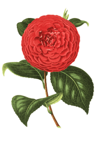 camellia-1698963_960_720