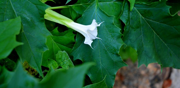 datura-stramonium8
